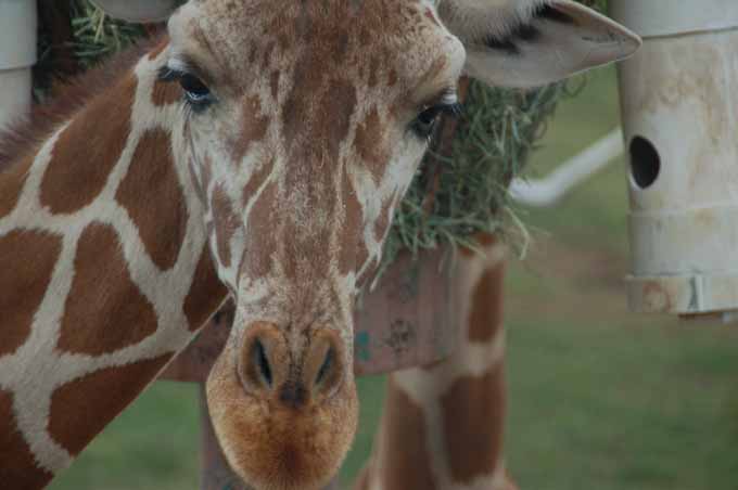 giraffe